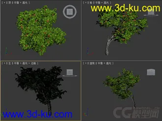 Prunus armeniaca杏树模型的图片