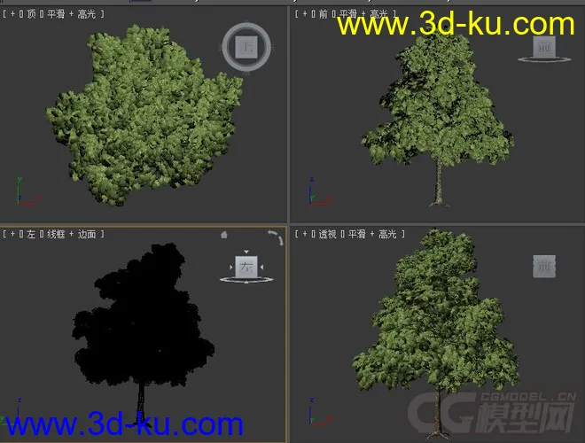 Quercus petraea无梗花栎树木模型的图片2