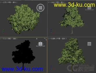Quercus petraea无梗花栎树木模型的图片
