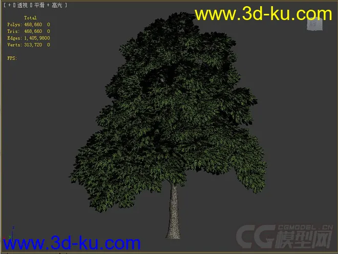 sassafras檫木檫树模型的图片2