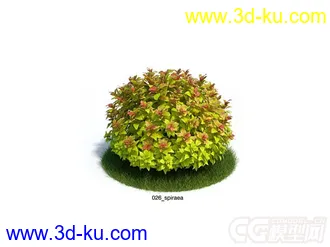 spiraea绣线菊模型的图片