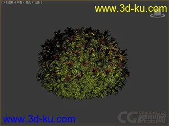 spiraea绣线菊模型的图片