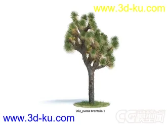 yucca brevifolia约书亚树模型的图片