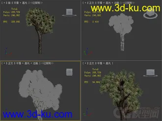 yucca brevifolia约书亚树模型的图片