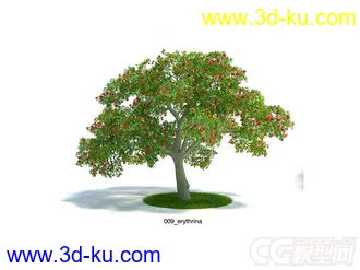 刺桐灌木模型的图片