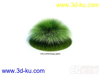大丛乱子草;大丛鹿草模型的图片
