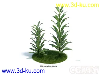 灌木模型的图片