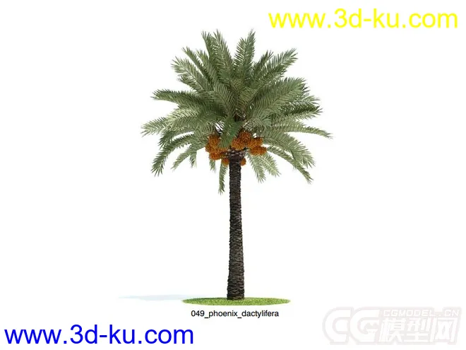 海枣;枣椰树模型的图片1