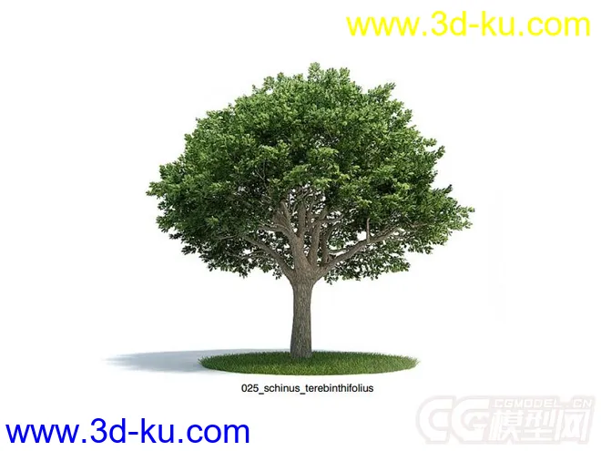 胡椒木;巴西胡椒木;肖乳香树模型的图片1
