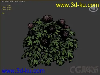 加利福尼亚芍药peonia花模型的图片