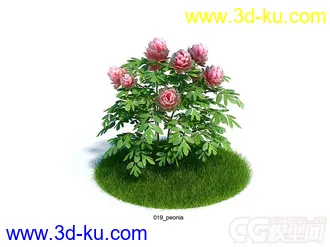 加利福尼亚芍药peonia花模型的图片