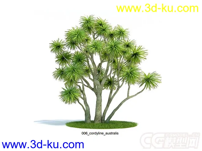 剑叶朱蕉;澳洲朱蕉树木模型的图片1