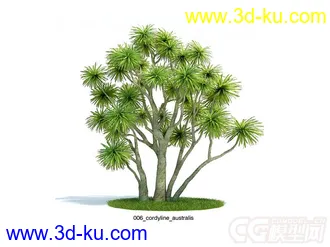 剑叶朱蕉;澳洲朱蕉树木模型的图片