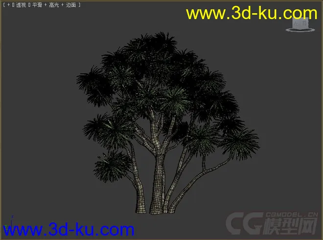 剑叶朱蕉;澳洲朱蕉树木模型的图片2