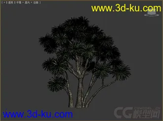 剑叶朱蕉;澳洲朱蕉树木模型的图片