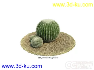 金琥仙人球模型的图片