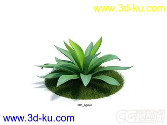 龙舌兰草模型的图片