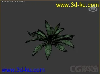 龙舌兰草模型的图片