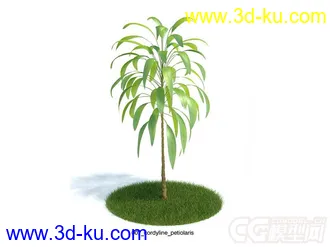 龙血树模型的图片