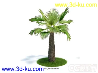 热带棕榈树模型的图片