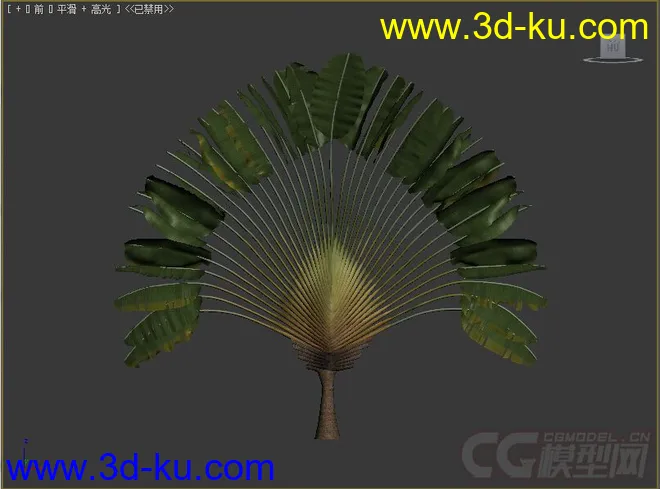 扇芭蕉 旅人树 孔雀树模型的图片3