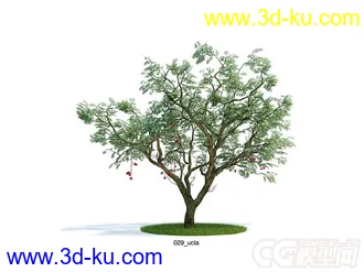 树模型的图片