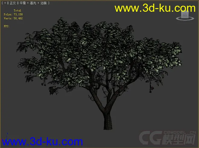 树模型的图片2