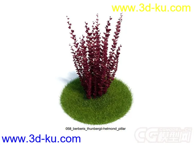 小檗属植物模型的图片1