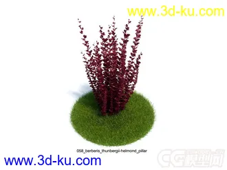 小檗属植物模型的图片