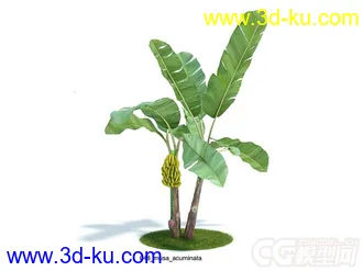 小果野芭蕉树模型的图片
