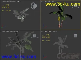 小果野芭蕉树模型的图片