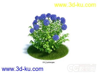 绣球花模型的图片