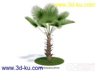 棕榈树模型的图片