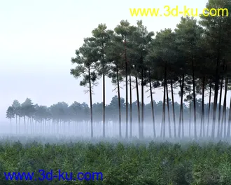 3D打印模型树林 高树 松树的图片