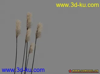芦苇-经典模型的图片