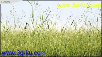 一个不错的芦苇模型的图片