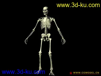 3D打印模型骷髅的图片