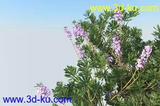 3D打印模型有花植物一颗的图片