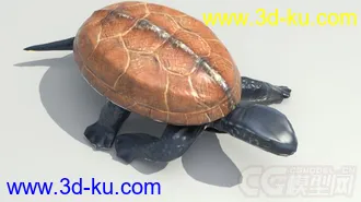 3D打印模型一只乌龟的图片