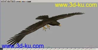 3D打印模型鹰---MAYA雄鹰的图片