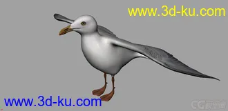 3D打印模型海鸥 seagull-max2010的图片