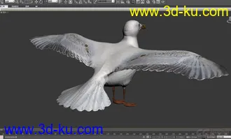 3D打印模型海鸥 seagull-max2010的图片