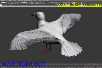 3D打印模型海鸥 seagull-max2010的图片
