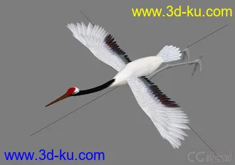 3D打印模型仙鹤 仙鹤飞带骨骼的图片