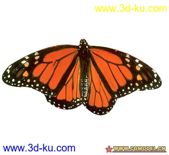 6只蝴蝶模型（有贴图，有骨骼，有动画），做模型就是这么简单的图片