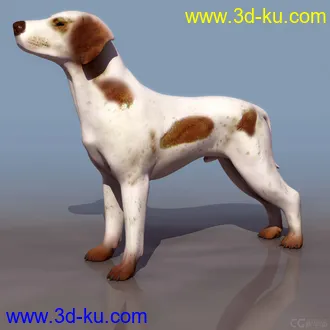 小狗模型的图片