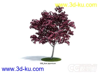 Acer japonicum羽扇槭 模型落叶小乔木模型的图片