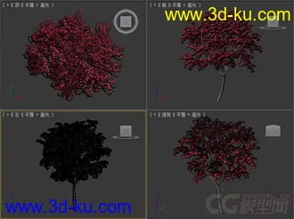 Acer japonicum羽扇槭 模型落叶小乔木模型的图片