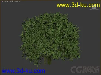 cleyera小乔木或灌木模型的图片