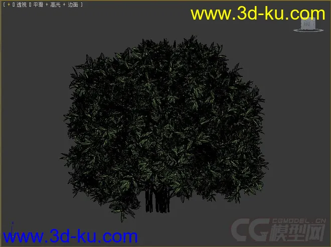 cleyera小乔木或灌木模型的图片2